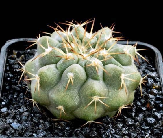 Copiapoa_hornilloensis